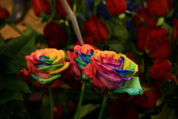 mysteriousknight244:  coloredmondays:  therealbbyron: In 2004, two dutch companies, River Flowers and F.J. Zandbergen, experimented and successfully grew a rose that had its petals rainbow colored. As petals get their nourishment through stem, the idea