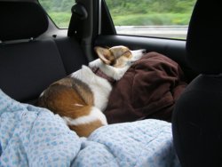 corgiaddict:  Pochi, road trippin’ in style on her very own pile of comfy i be jealous of her comfy 