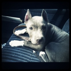 fuckyeahpitbullterriers:  Acacia! “Where we going, Mom?!” meetmeinjuturna submitted: 