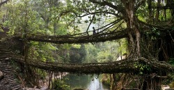  Deep In The Rainforests Of The Indian State Of Meghalaya, Bridges Are Not Built,