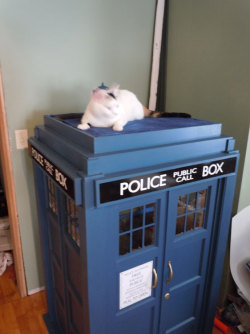 alekinexelsis:  poryrond:  lettersfromno-one:   Cat TARDIS  I WANT IT!  this is like the legitimate summation of my entire life  cats and doctor who now all it needs is comics on top  I need to learn how to use powertools. 