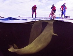 tiredtalk:  disgustinghuman:   Scientist takes off clothes to go swimming with belugas. In the wild they will not interact with people wearing clothes.   me either