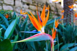 marcusgoodgaine:  Birds of Paradise.   They have these flowers all over Terceira and I miss seeing them