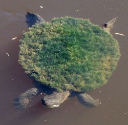 asimplechoice:  This turtle is a tiny, floating island.