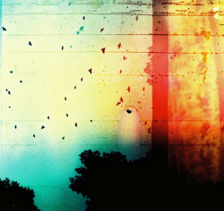 lomographicsociety:  Lomography Tag of the Day - birds 