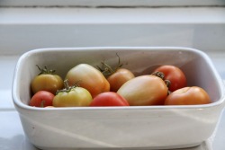 my tomatoes :3