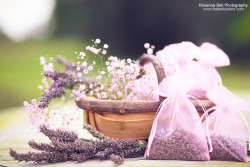 Sav3Mys0Ul:  Lavender Harvest - Day 235/365 (By Rosanna Bell)  I Can Almost Smell