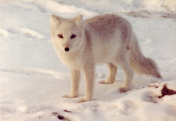 arcanja:  White Fox by loki4200 on Flickr. 