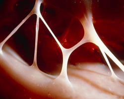  Heart strings (tendons) inside the human heart. 