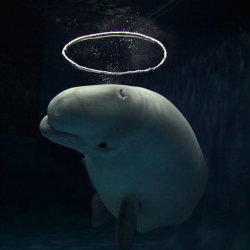 theanimalblog:  Telegraph A Beluga whale has become a sensation at an aquarium after learning how to blow halo-shaped bubbles. The extraordinary sight was captured on camera by photographer Hiroya Minakuchi at the Shimane aquarium in Japan. He said: “This