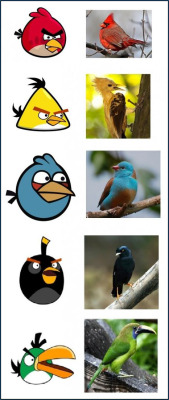 hkthor:  Angry Birds F-O-R - R-E-A-L 