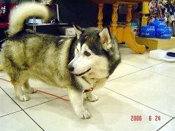 gordo4gordo4superchub:  chubbymon:  cruisecontrolforcool:  bethanythemartian:  maxforfree:  CORGI HUSKY CORGI HUSKY CORGI HUSKY CORGI HUSKY  I gotta admit that I have to reblog this adorable beast every time I see it.  HIS TAIL HE’S SO EXCITED LOOK