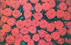 Red Roses&hellip; My Fav