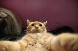   Joy-Couture:   Cat Self Pic Keep Or Delete?!?! No Make Up 1! Just Chillen Wit My