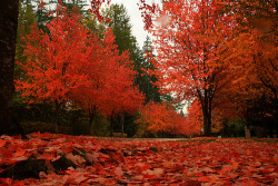 harmoniam:  Autumn Color in the Northwest