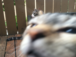 vvars:  A cat interrupting my picture of