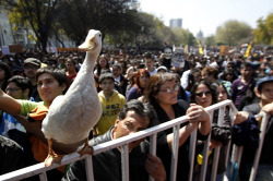 nevver:  Protest Duck 