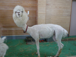 garik:  A shaved llama  D'AWWWWWWWW