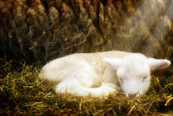 ghostoflectricity:  When sheep go to sleep,