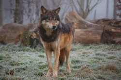 fyeahwolf:  This is Motomo, a male wolf at