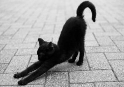 izrazio:  voguedose:  yellow-sun:  a-rtist:  letsbegangster:  followng back all black and white blogs.  can i steel you?  kitty   steal*  omg 