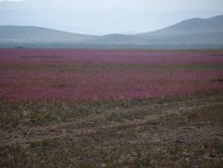 zacariasmedina:  errantmoth:  Desierto florido 2011, Atacama. fotito que saque hace unas semanas. De lejos las flores parecian lagunas rojas en el desierto.  *-* 