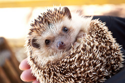 crkampbell:  I want a hedgehog so freakin’ bad, fack. 