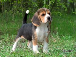 megankent1:  omg (: i want a beagle! 