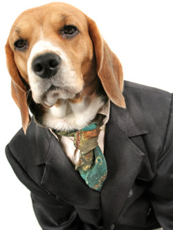 warchief:  Dogs in suits are the best 