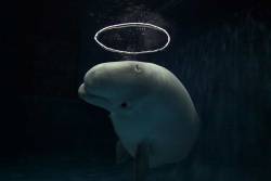 lefigaro-photos:  Saint Béluga - Immergé dans les eaux limpides et glacées de son bassin de l’aquarium géant de Vancouver, au Canada, ce béluga dessine d’étranges auréoles aquatiques en expulsant de drôles de bulles d’air. Ce mammifère,