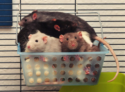 many-splendored-rat:  ohmygosh.  rat bucket ű.95 at kohls