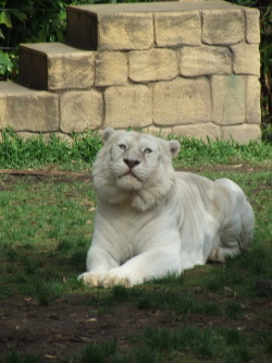 White tiger at Australia Zoo In 2008 Taken by me!