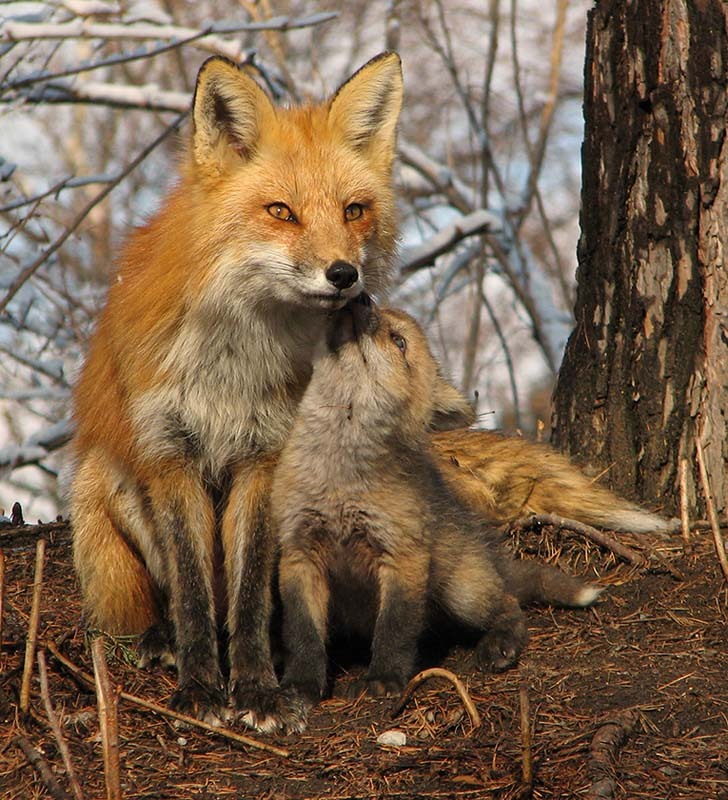 magicalnaturetour:  Red Foxes by Luc ~ I love my mommy 
