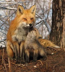 Magicalnaturetour:  Red Foxes By Luc ~ I Love My Mommy 