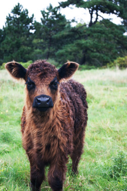 theanimalblog:  Cow. by oliverbrix  Ommmg cuuutie.