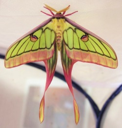 mallory-moon:  Chinese Moon Moth (Actias dubernardi)   Would love to see this applied as makeup.on a model
