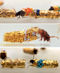 whenthesongends:  Caddis fly larvae are known to incorporate bits of whatever they can find into their cocoons, be it fish bone or bits of leaves. Hubert Duprat gave them gold, turquoise, gems and pearls. 