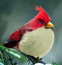 Gabeweb:  Laughingsquid:  Angry Birds In The Wild   