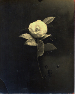 iamjapanese:   Masao Yamamoto（Japanese, b.1957） #40 gelatin silver print 