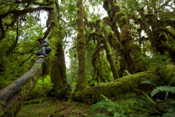 Matthew climbing trees in the Hoh Rainforest :)