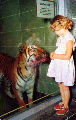 eatingacid:  croptopsandvodkashots:  I’M SORRY BUT this is fucking horrible. Am I the only person that has noticed that this poor fucking tiger is NOT in the habitat it deserves. LIKE REALLY?! A fucking glass box with tiles and a tile ground. This is