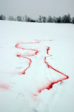 Blood tracks on snow.
