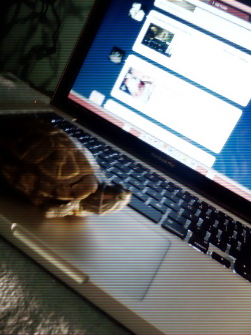 XXX My turtle. I call it Squirtle >:) photo
