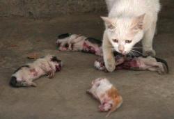 playboywolf:   insideamortalsoul: The mother cat kept licking the kittens, hoping it would revive them. According to the family that adopted the stray cat, on the morning of the 11th when they heard the cat’s tragic cries, they rushed downstairs to