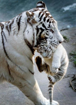 fort-max:  loveboylovegirl:  codexana:     I love how the big cats don’t really grab the scruff. it’s just… they engulf their heads. uvu it’s so cute.  felines ♥   Can’t not reblog this.  This looks so cute