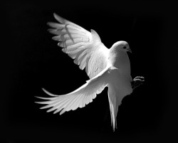 saemea:  “Dove Landing” by Richard
