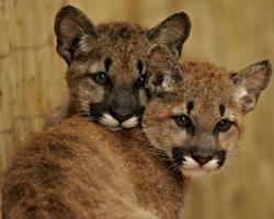 animalsareforlovers:  Kuma and KylaIn October 2008, five hunters in Pope Valley, Calif., came across a female mountain lion and her three cubs and began shooting at them. The mother was killed, one cub was never seen again, and the two survivors were