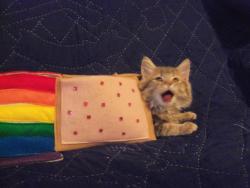 lol-deh:  Real Life Nyan Cat!!  m