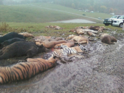 ravers-in-wonderland:  cultureofresistance:  Terry Thompson, Muskingum County Animal Farm Owner, Allegedly Killed Self After Freeing Exotic Animals  Sheriff’s deputies shot nearly 50 wild animals – including 18 rare Bengal tigers and 17 lions –
