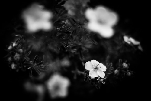 black-and-white:  the white flower | by Jack070